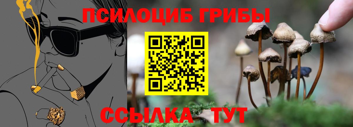 купить наркотики цена  Удомля  Галлюциногенные грибы Psilocybine cubensis 